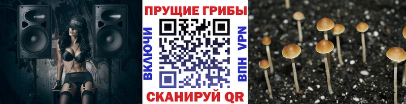 Псилоцибиновые грибы мицелий  Карачаевск 
