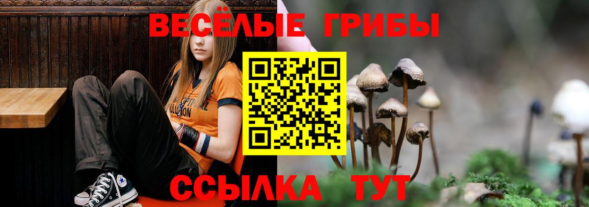 Галлюциногенные грибы Psilocybine cubensis Карачаевск